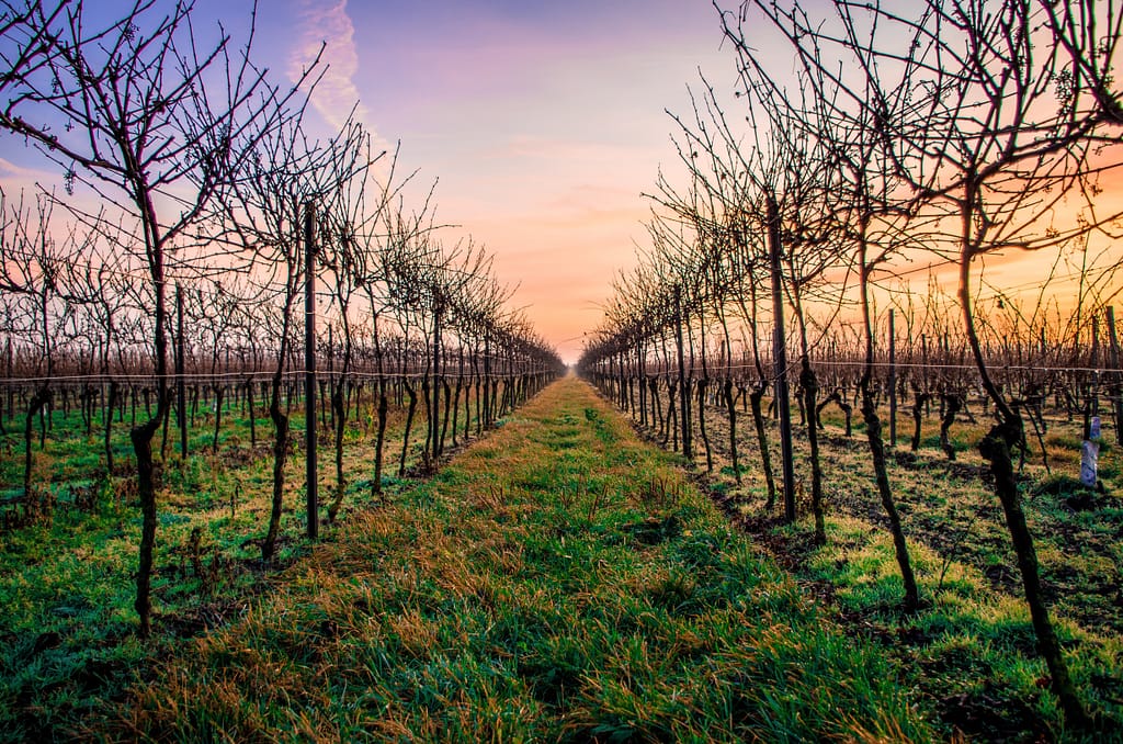 winter vineyards