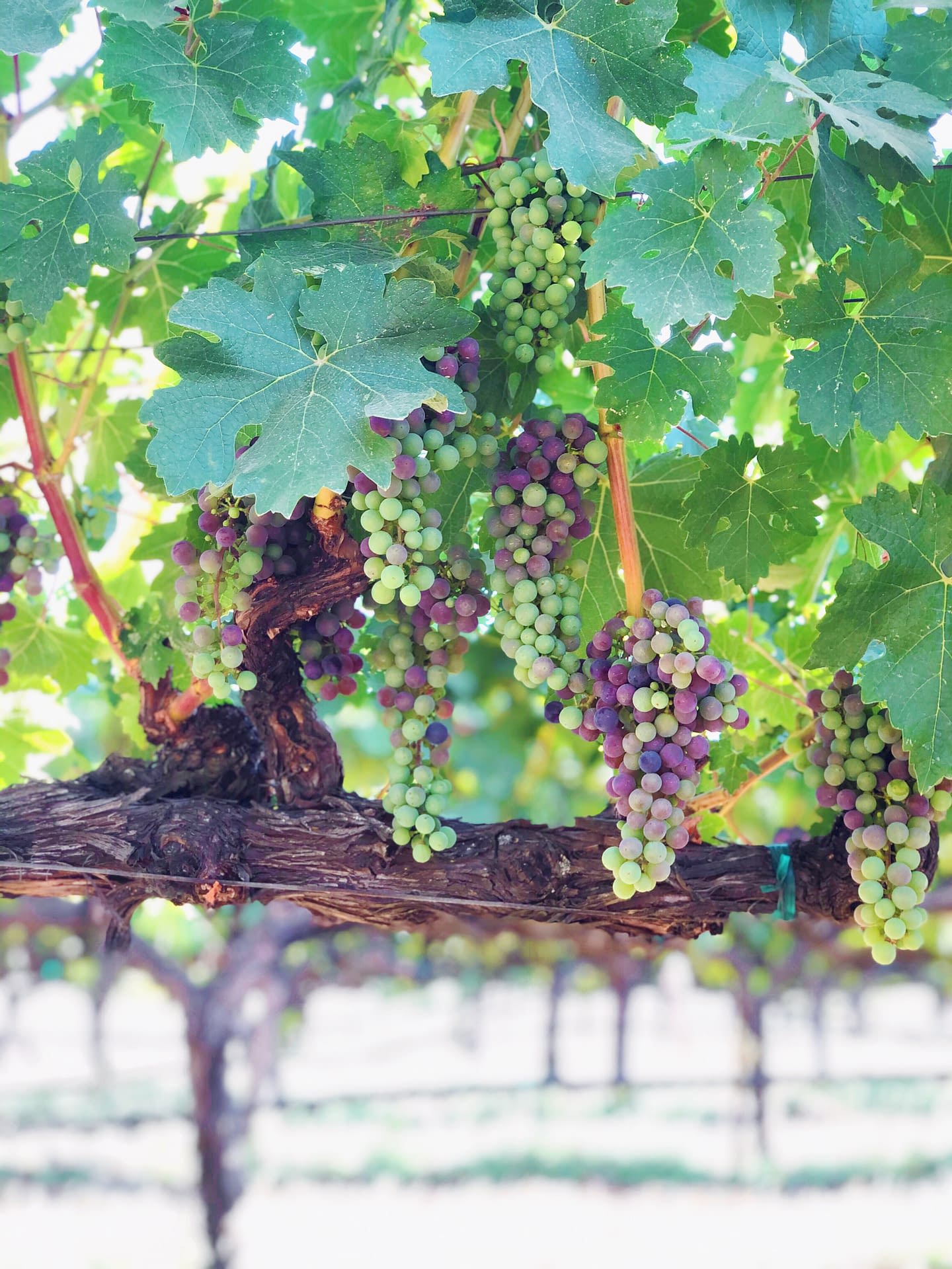 The Life Cycle of a Grape First Avenue Vineyards
